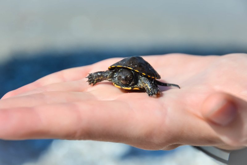 Person holding baby turtle