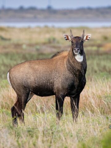 Discover the Fascinating World of the Nilgai Antelope: India’s Majestic Marvel