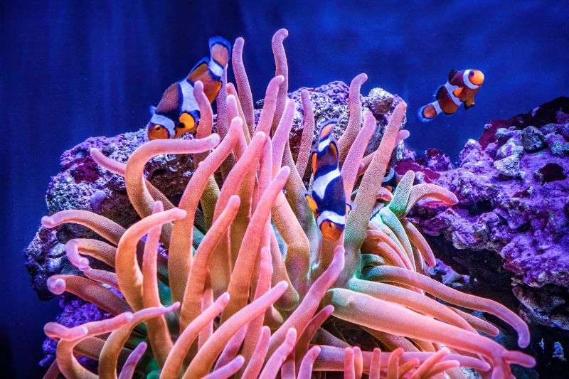Pinkish anemone surrounded by clownfish