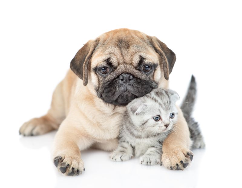 Pug puppy hugs tiny scottish kitten