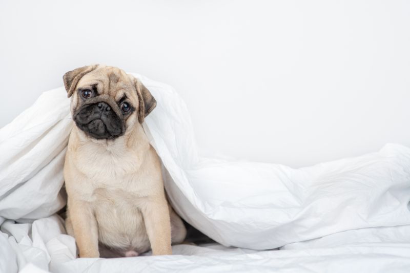 Pug puppy with blanket