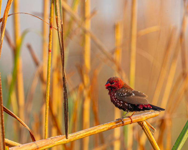 The Ultimate Guide to Different Canary Breeds: A Fascinating World of Avian Diversity 1