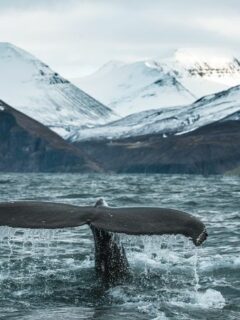 Discover the Fascinating World of Whales: Exploring Different Types