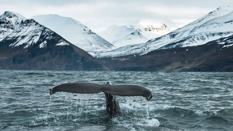 Tail of a whale