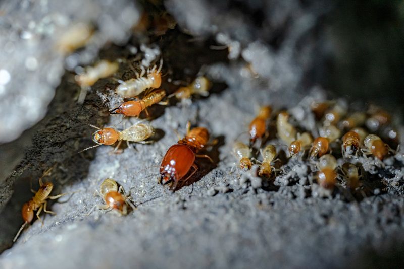Termite soldiers and termites are working