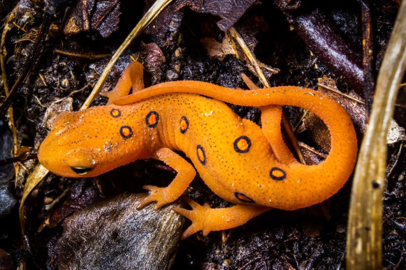 Yellow orange newt with spots