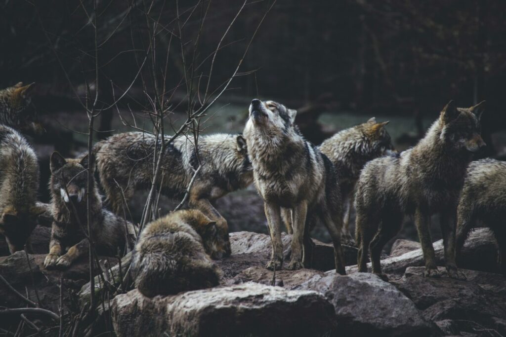 A close-up view of the four main wolf species, highlighting their distinct features and characteristics.