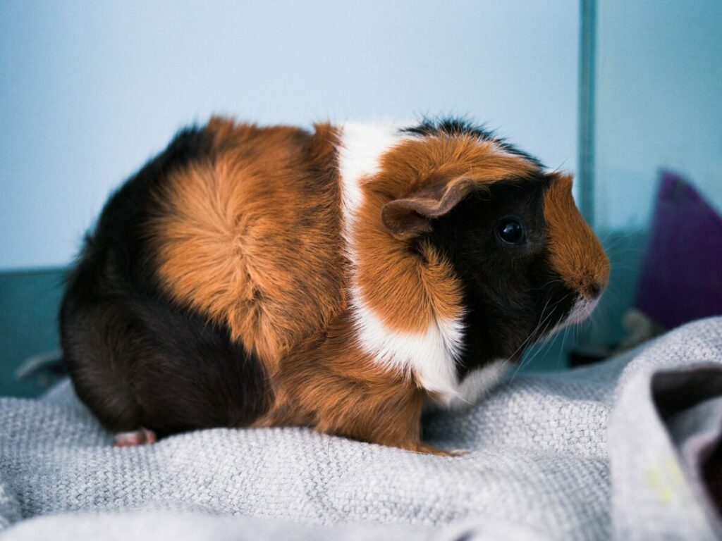 The Abyssinian guinea pig, distinguished by its unique rosette-patterned fur and vibrant personality