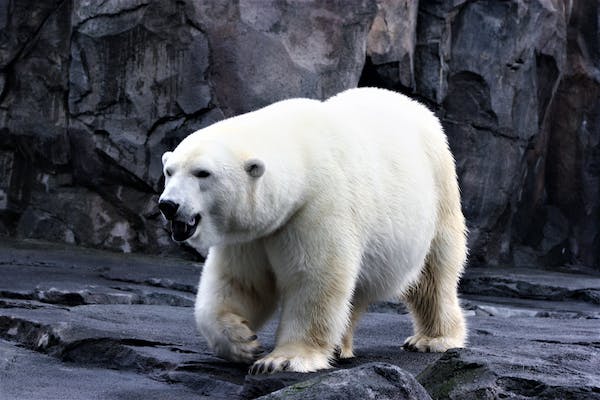 An adult polar bear