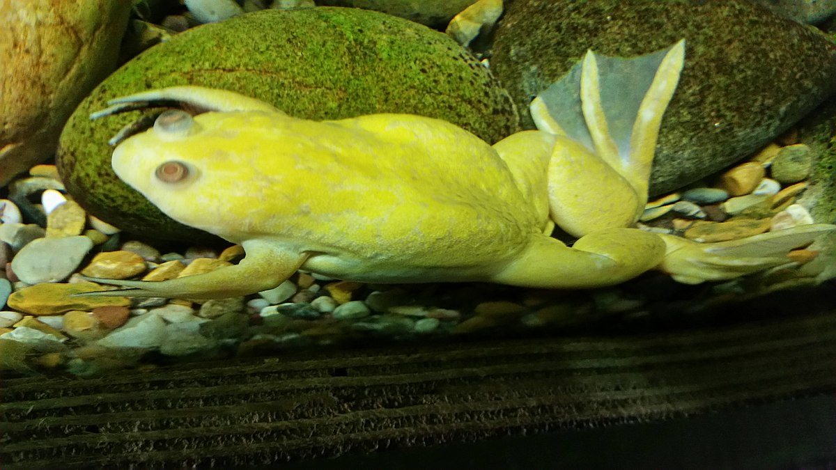 Albino African clawed frog