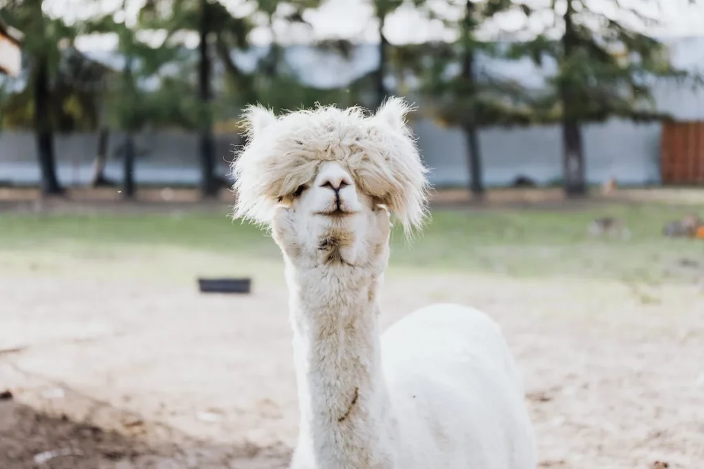 Alpaca after shearing