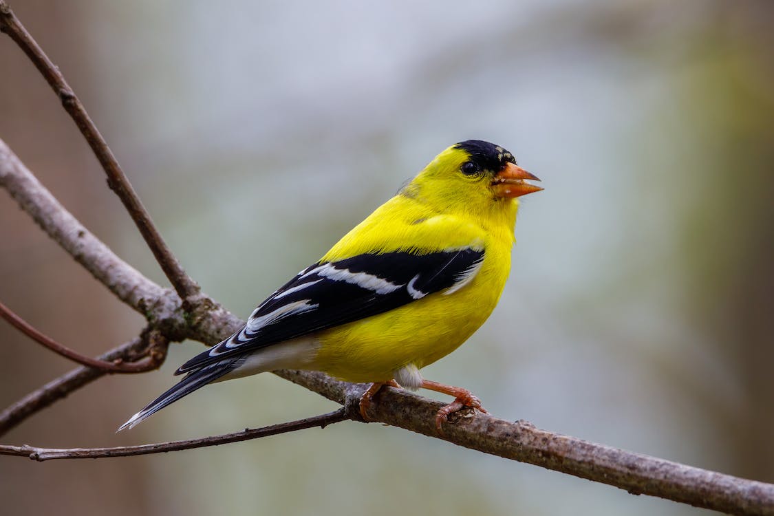 Yellow Finch on a branch