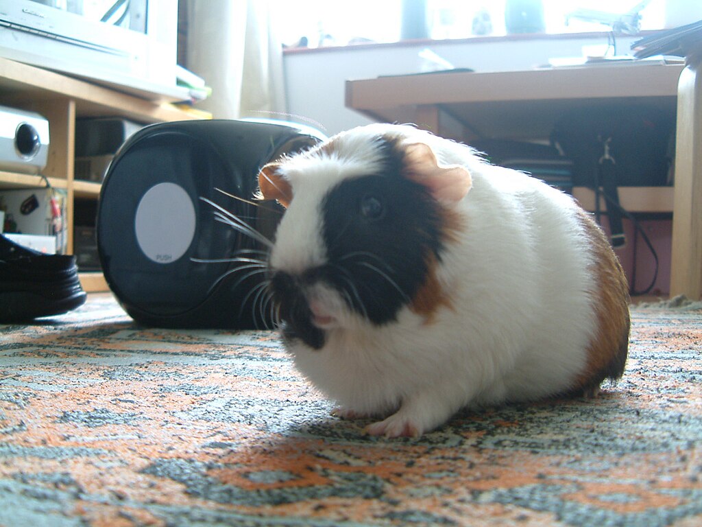 The American guinea pig, known for its smooth, short coat and friendly demeanor, ideal for first-time owners.