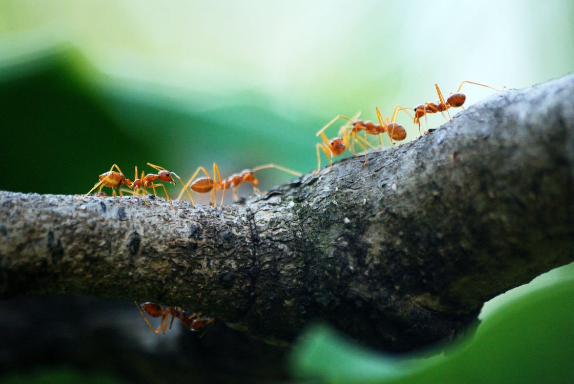 Ants moving on a log