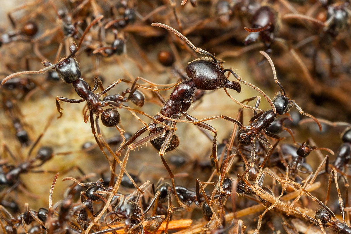 Army ants swarming