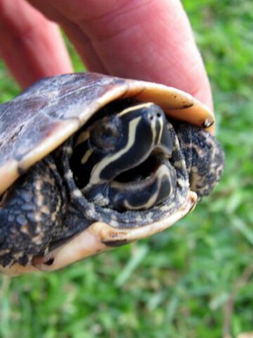 6 Adorable Miniature Turtles That Make Perfect Pets