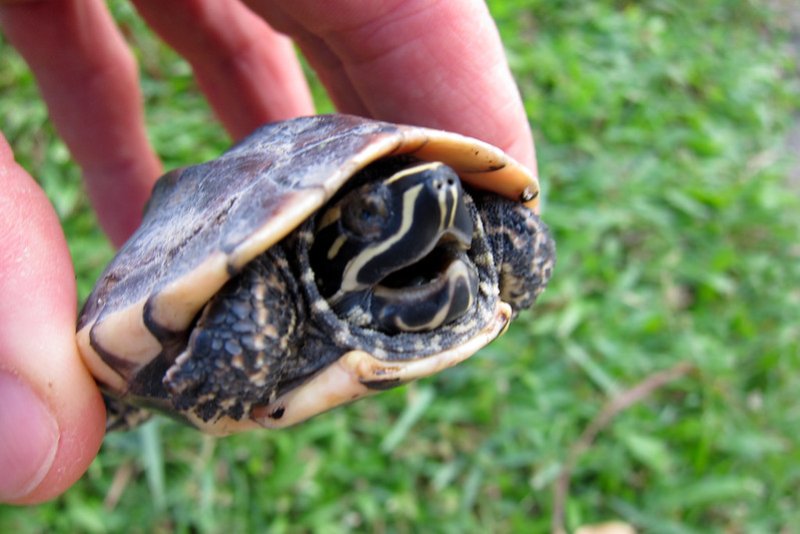Hand holding mini turtle closeup