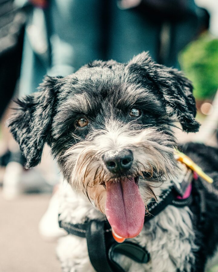 Teacup schnauzer looking at the camera a lively outside environment.