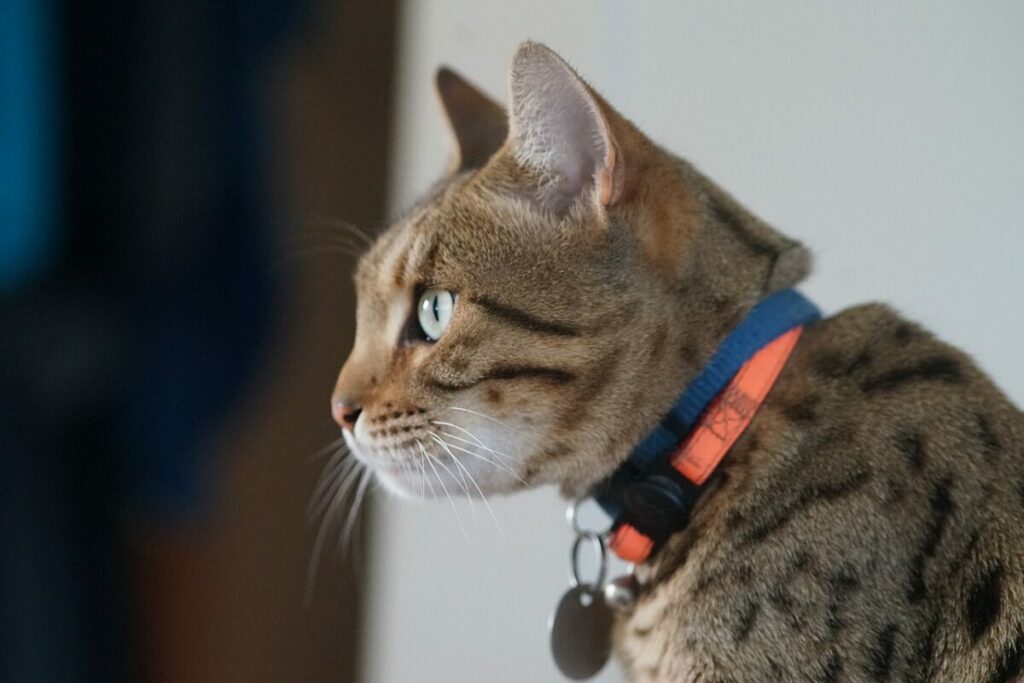 Variety of safe cat collars with reflective and quick-release features.