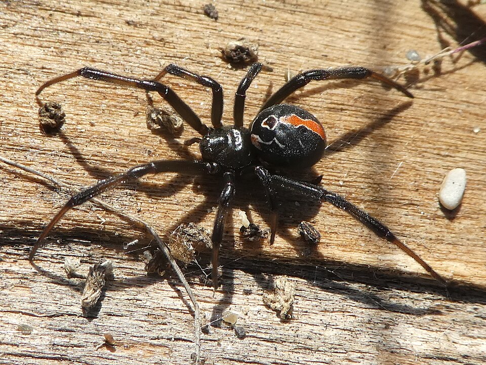 Big Katipo Spider