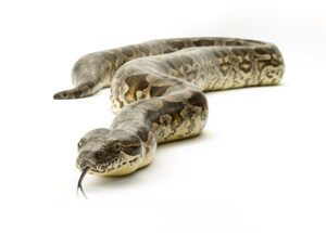boa_constrictor_facts-5678212