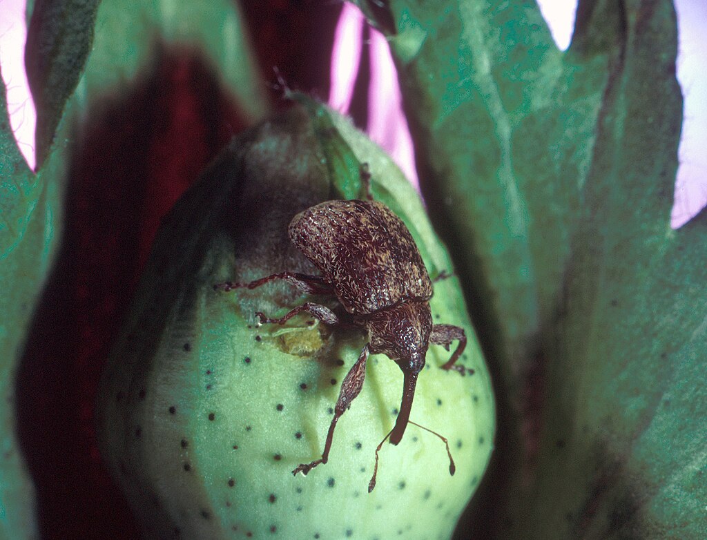 A boll weevil (Anthonomus grandis), also known as a cotton boll weevil.