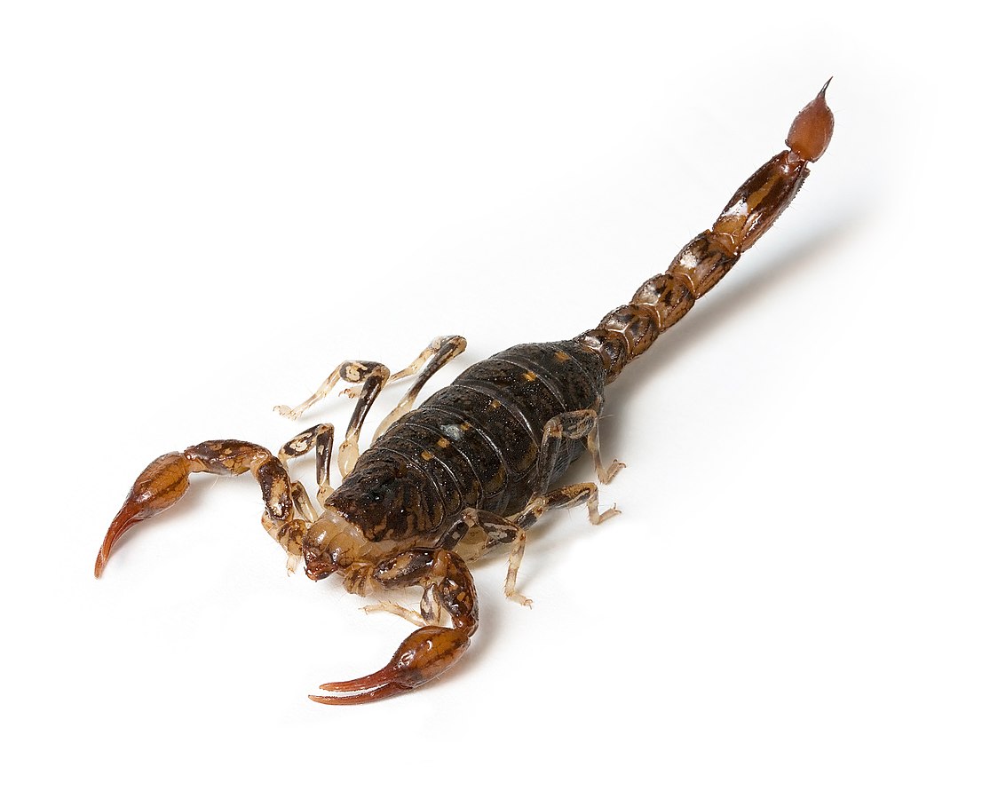 Southern Scorpion (Cercophonius squama) in Tasmania, Australia
