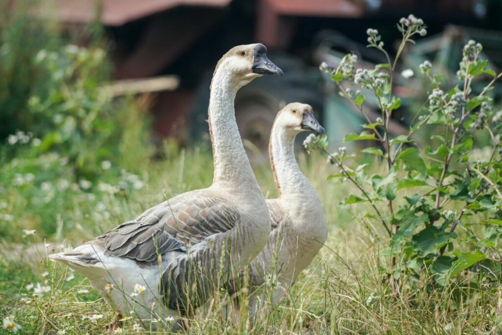 Gain a deeper understanding of the intricacies involved in breeding female geese, exploring their reproductive cycles, nesting habits, and nurturing instincts.