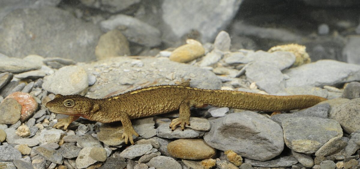 The Pyrenean brook newt lives in small streams in the Pyrenees mountains.
