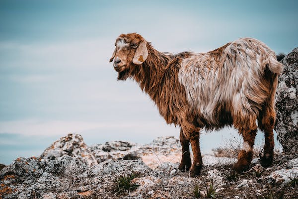 A brown goat on a mountain