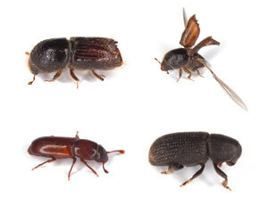 brown_beetles-9917571