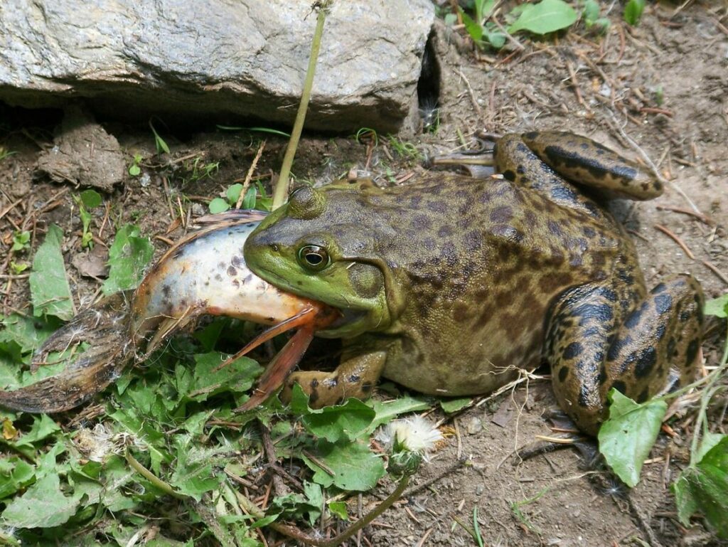 Variety in the diets of different bullfrog life stages, showcasing the adaptability in their feeding habits.