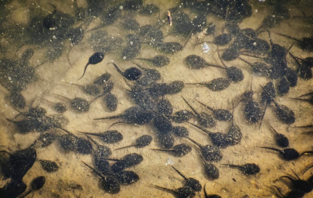 Bullfrog tadpoles in various stages of development, showcasing the fascinating process of metamorphosis.
