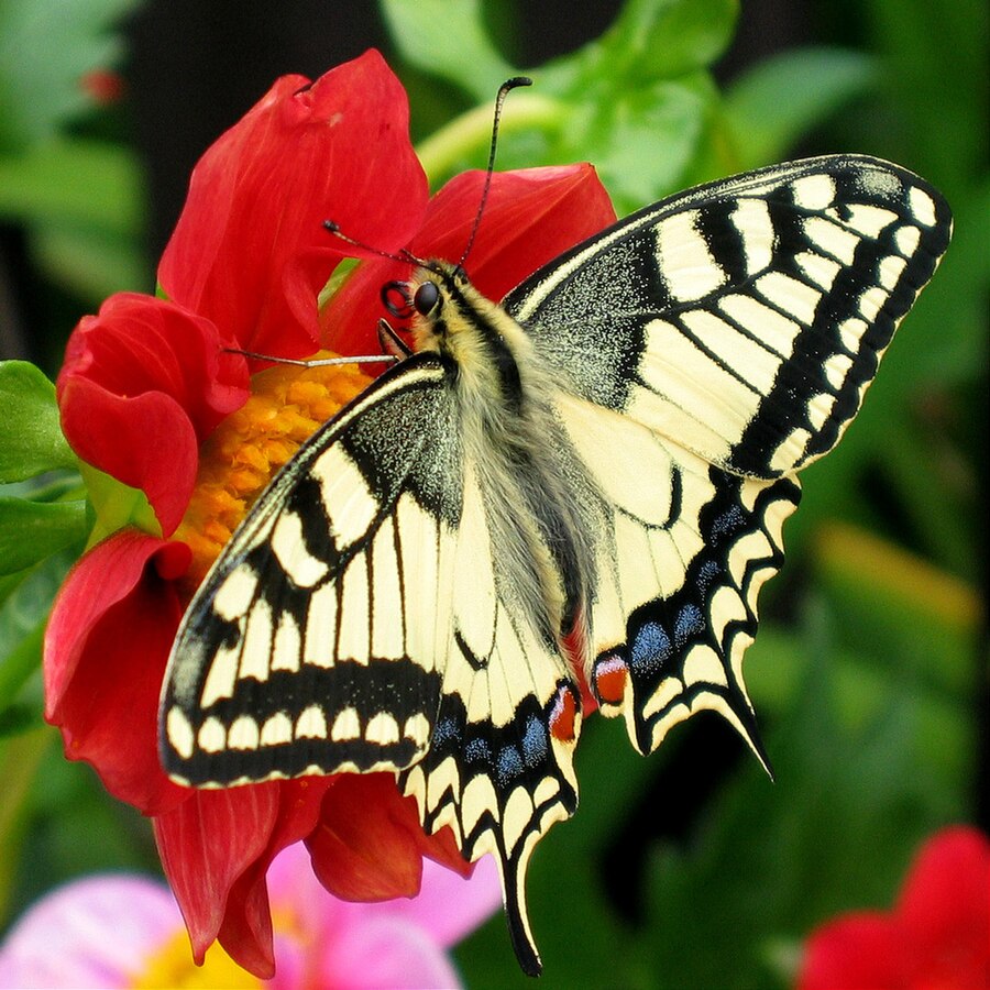 Papilio machaon butterfly on Dahlia flowers 