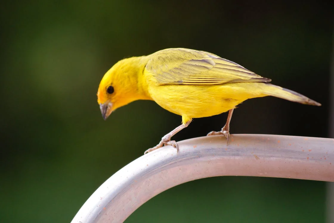Close Shot of a yellow Canary