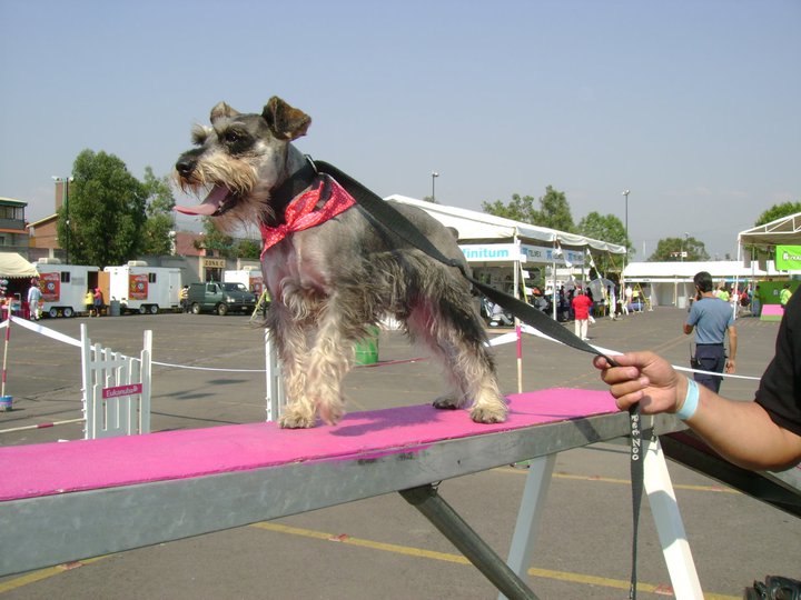 Schnauzer being trained to bark less using positive reinforcement.