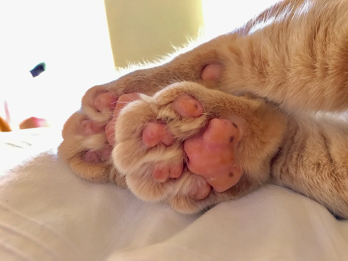 A neatly declawed paw of a cat