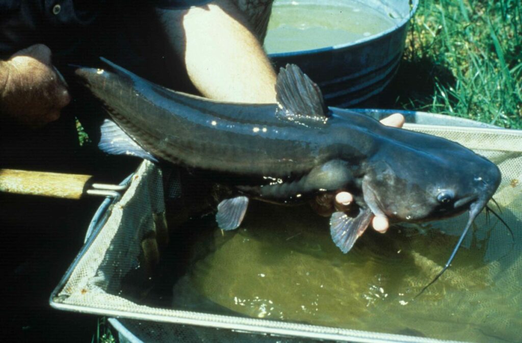 Man proudly holds a large catfish he caught while fishing.