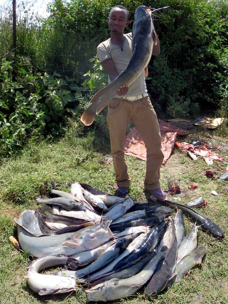A man confidently holds a large catfish with his bare hands.