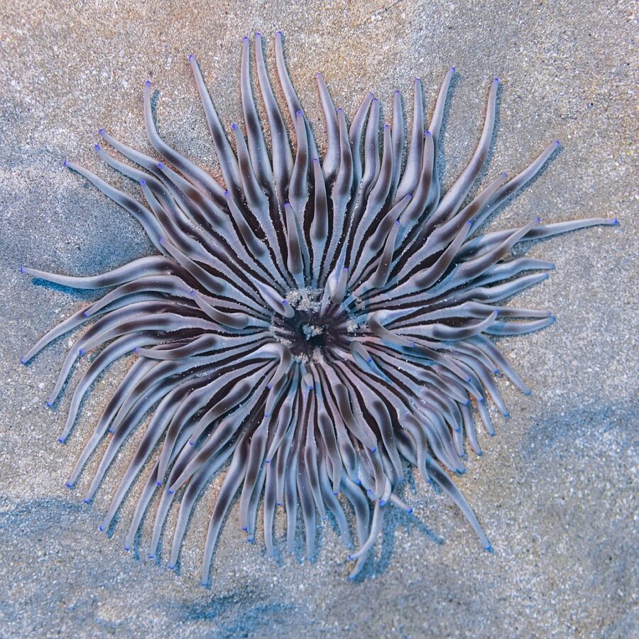 Meet the hero of the underwater world, the long tentacle anemone, known for its vivid colors, slender and graceful tentacles, and its crucial role in fostering symbiotic relationships with marine life.