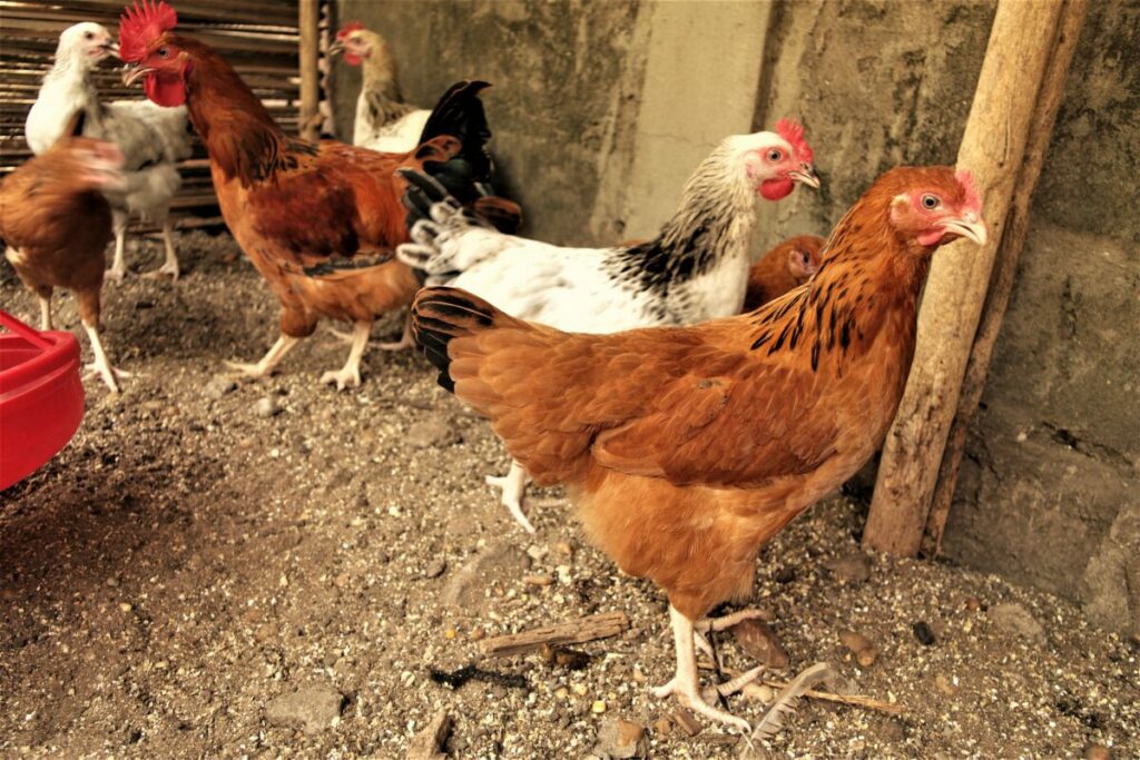 Chicken together with their group in a coop.