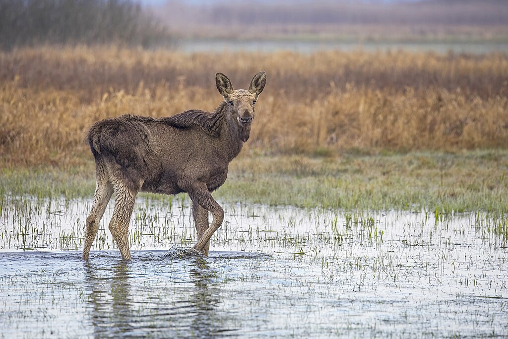 Navigate the nuances of wildlife observation with this guide, offering valuable insights on selecting the ideal locations for moose encounters.