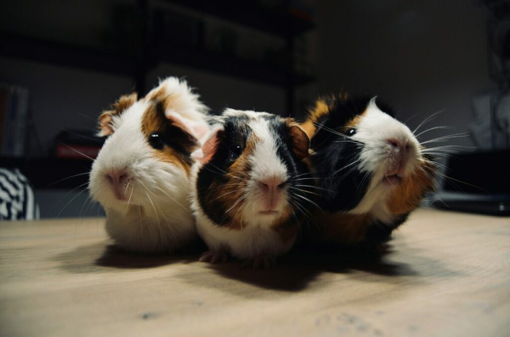 Navigate the process of choosing the right guinea pig breed, with an emphasis on matching the pet's personality, care requirements, and lifestyle compatibility to the prospective owner.