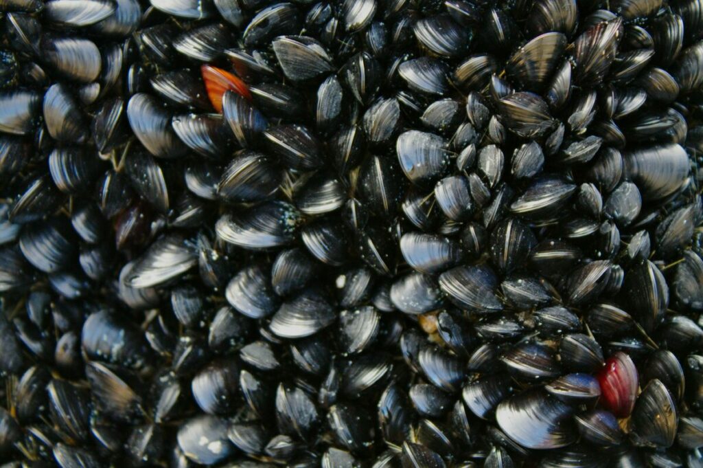 Clams and worms presented as nutritious and enticing alternatives for catfish bait, appealing to diverse aquatic palates.