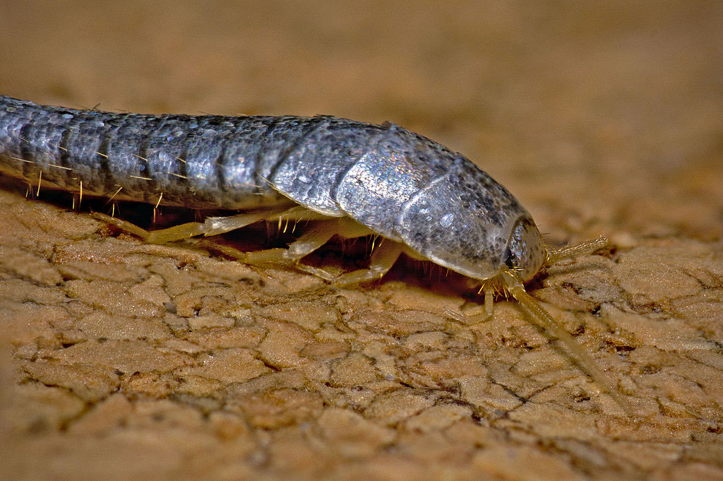 A close-up photograph of a silverfish bug crawling on a wooden surface, showcasing its silver-colored elongated body and long antennae.