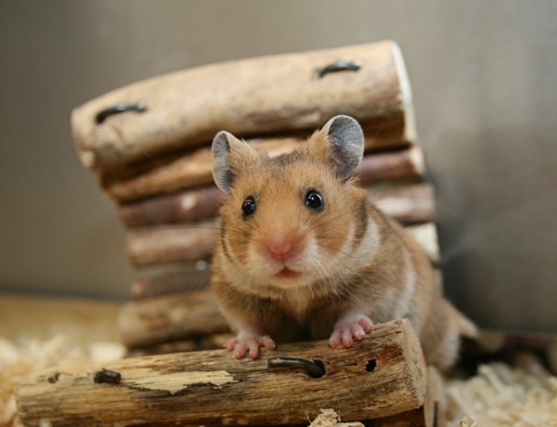 Hamster standing on a wooden log looking at the camera