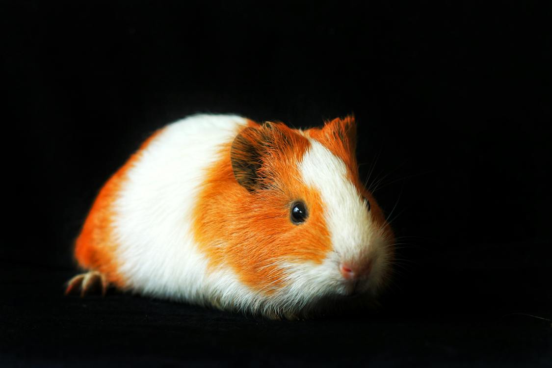 Cute Guinea Pig