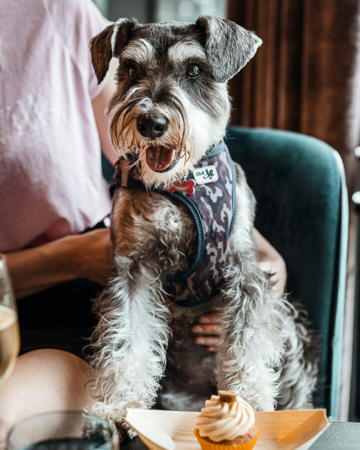 Schnauzers with seasonal haircuts, from breezy summer cuts to cozy winter styles.