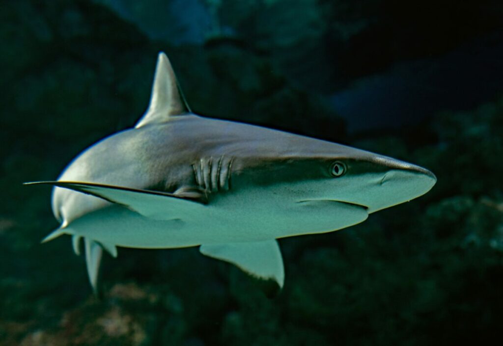 Explore the mysterious realm of shark behavior as we inquire into the intriguing question of whether these formidable predators engage in fish sleep.