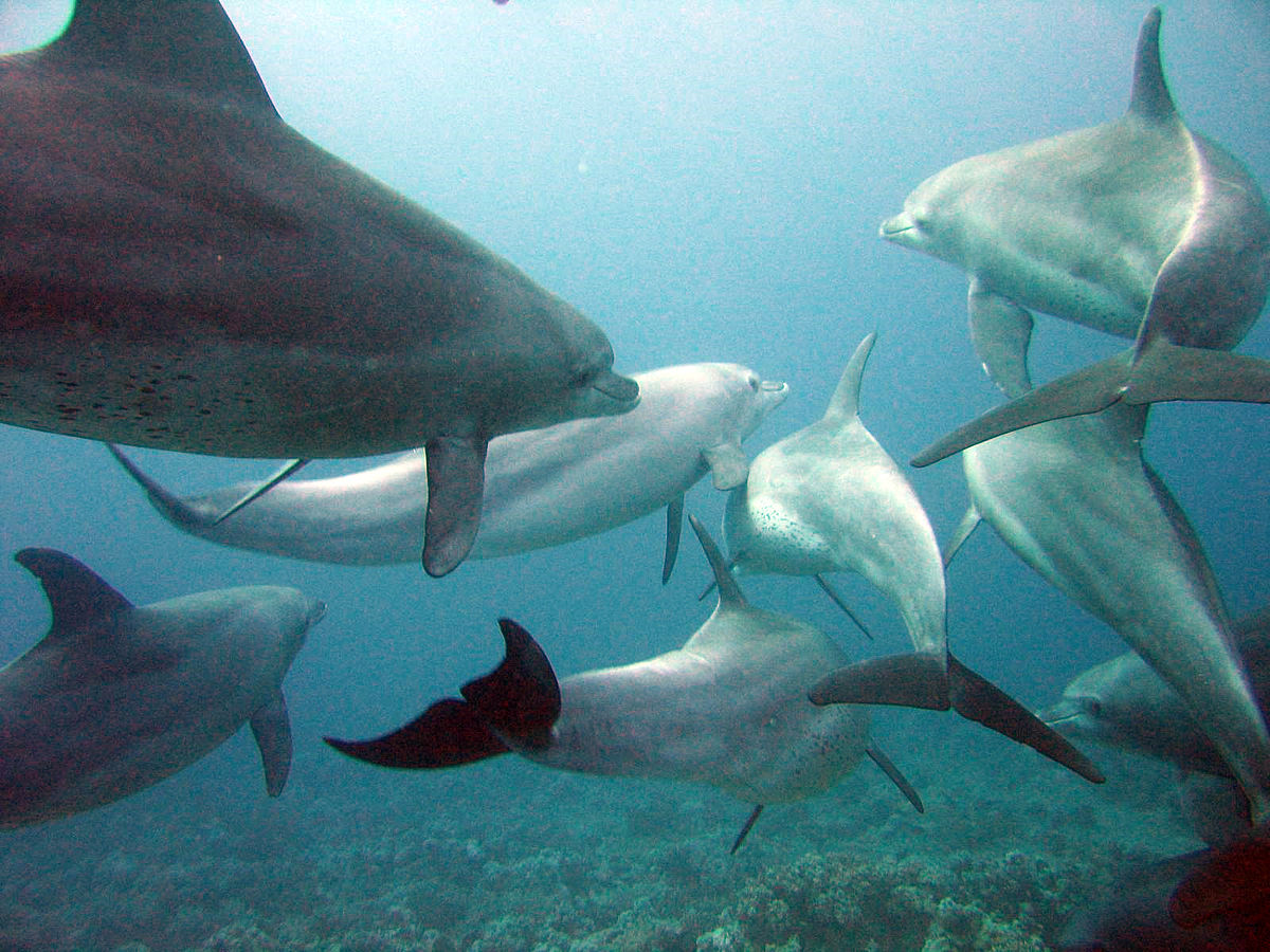 Indo-Pacific Bottlenose Dolphin, Tursiops aduncus